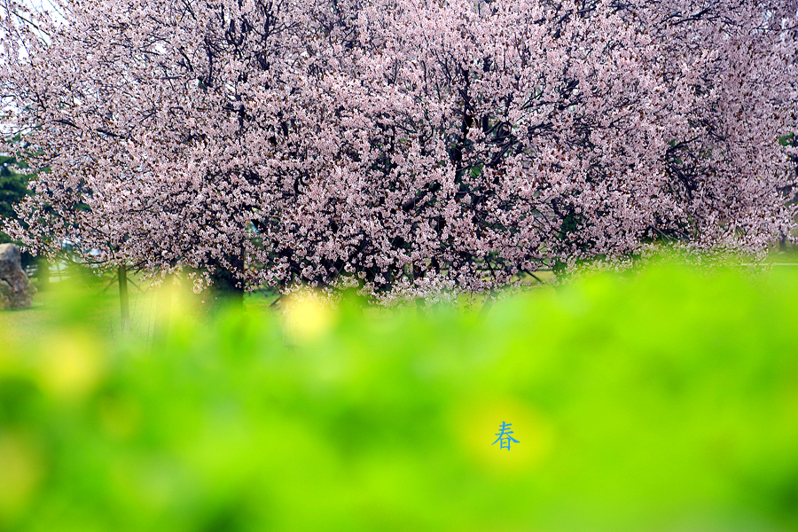 春天的泽州公园,百花盛开构成一幅叫人眼花缭乱的美景(摄影:田飞)